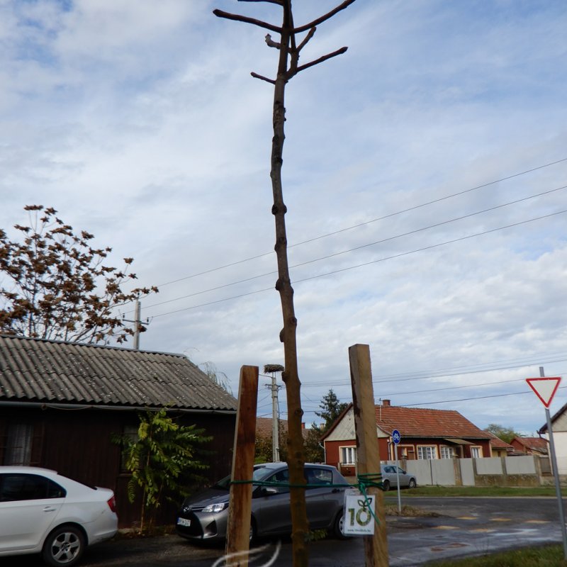 Közösségi faültetés Berettyóújfaluban 21